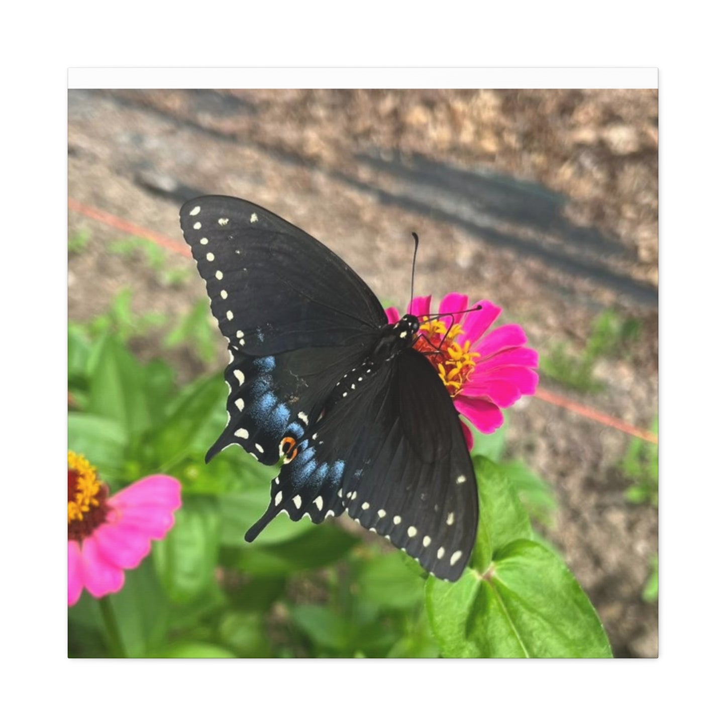 Black Butterfly Canvas Wall Art, Nature Decor, Botanical Print, Home Decor, Gift for Nature Lovers, Insect Photography