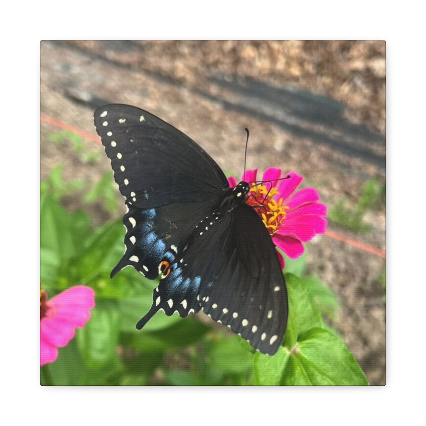 Black Butterfly Canvas Wall Art, Nature Decor, Botanical Print, Home Decor, Gift for Nature Lovers, Insect Photography