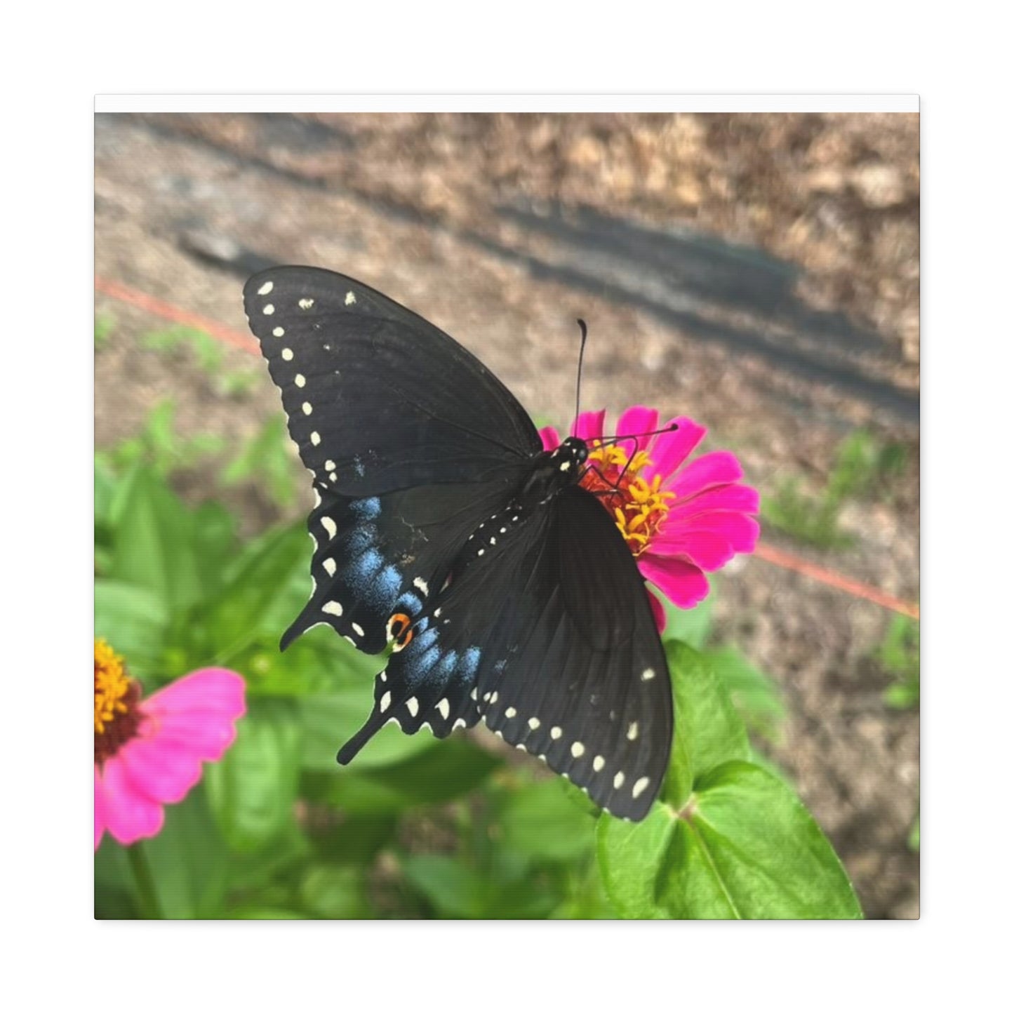 Black Butterfly Canvas Wall Art, Nature Decor, Botanical Print, Home Decor, Gift for Nature Lovers, Insect Photography