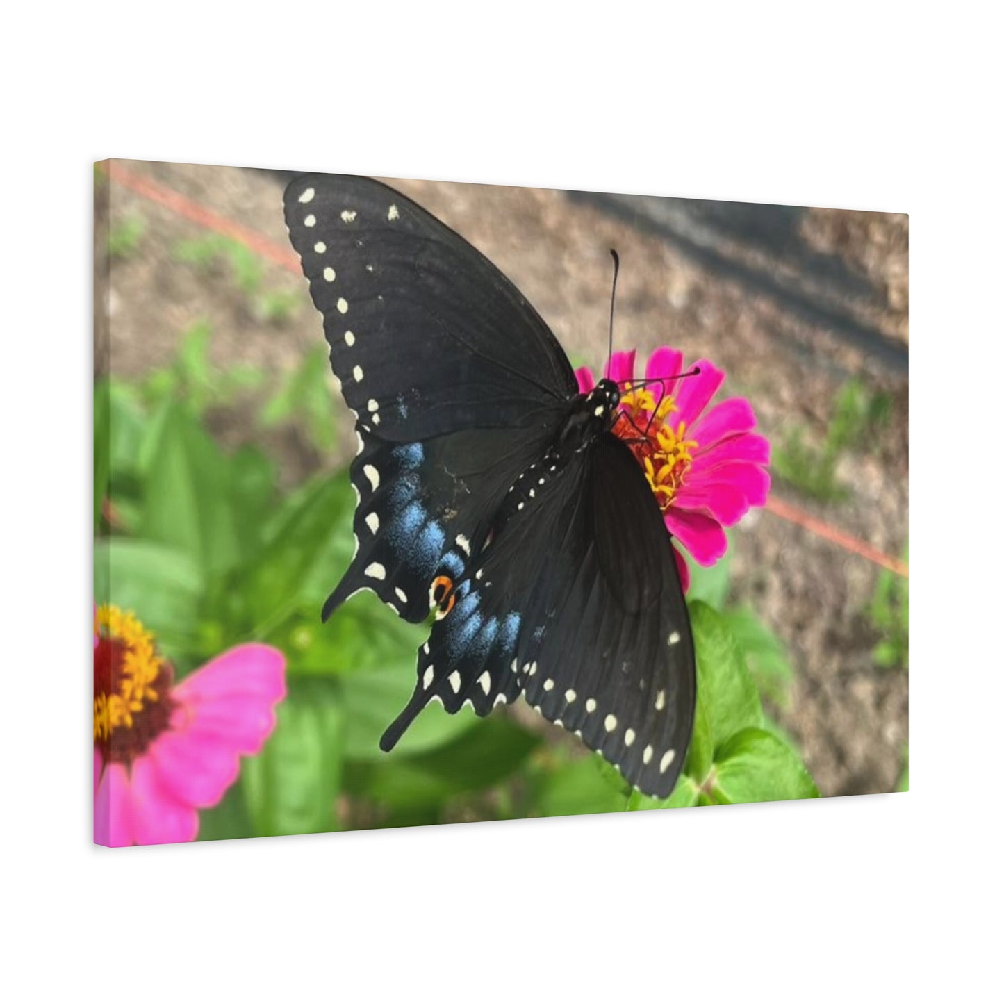 Black Butterfly Canvas Wall Art, Nature Decor, Botanical Print, Home Decor, Gift for Nature Lovers, Insect Photography