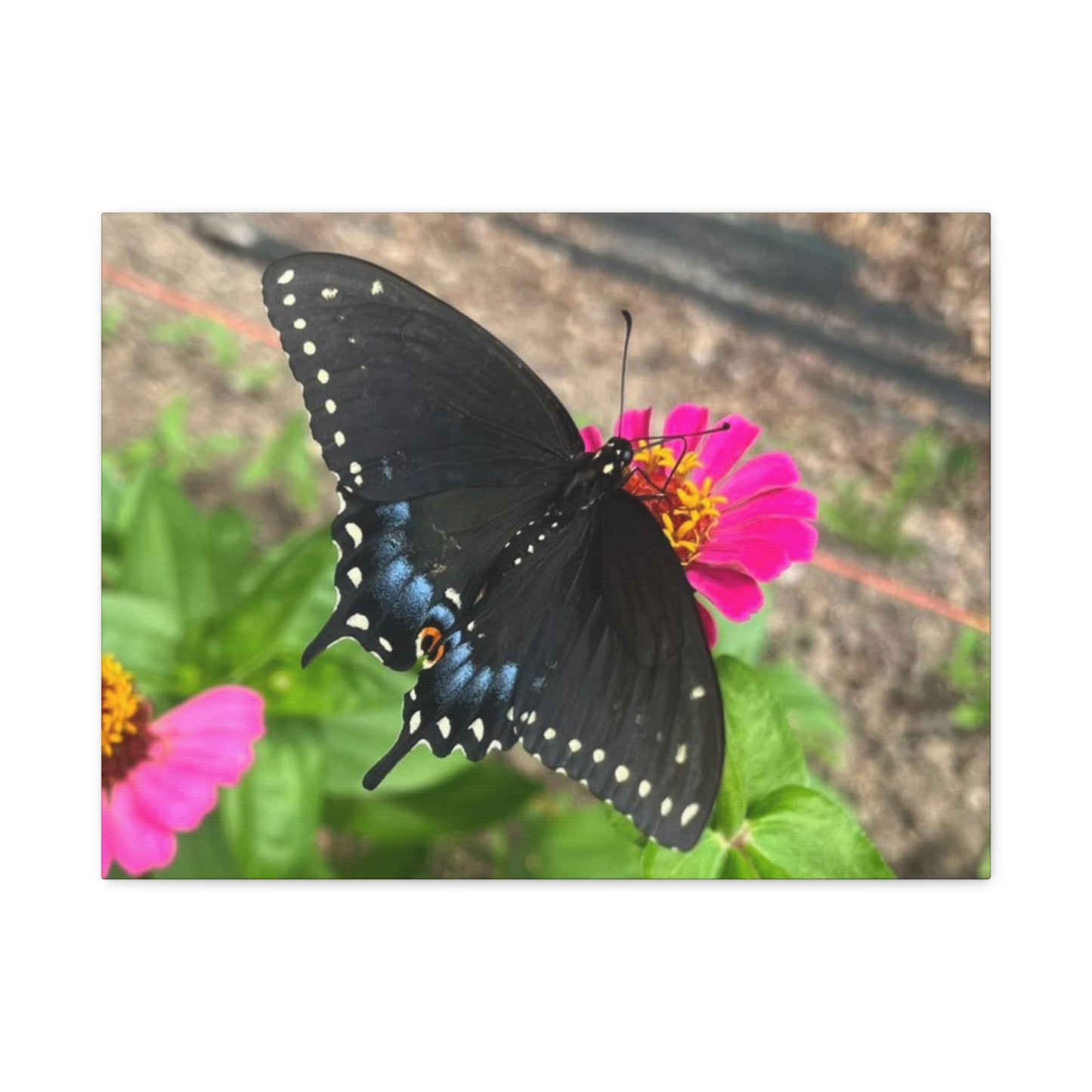 Black Butterfly Canvas Wall Art, Nature Decor, Botanical Print, Home Decor, Gift for Nature Lovers, Insect Photography