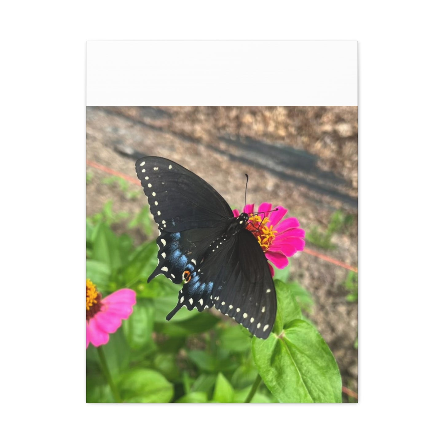 Black Butterfly Canvas Wall Art, Nature Decor, Botanical Print, Home Decor, Gift for Nature Lovers, Insect Photography