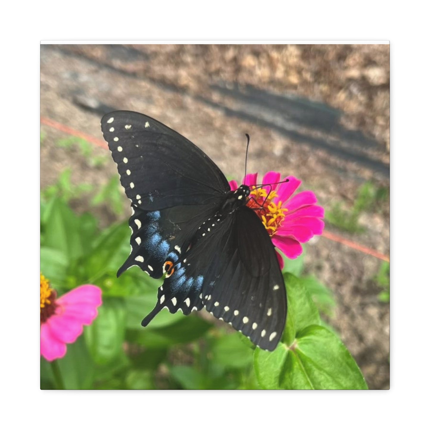 Black Butterfly Canvas Wall Art, Nature Decor, Botanical Print, Home Decor, Gift for Nature Lovers, Insect Photography
