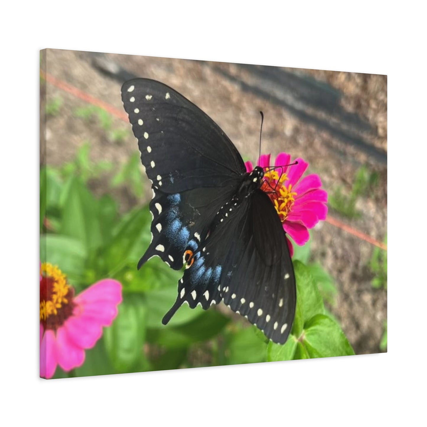 Black Butterfly Canvas Wall Art, Nature Decor, Botanical Print, Home Decor, Gift for Nature Lovers, Insect Photography