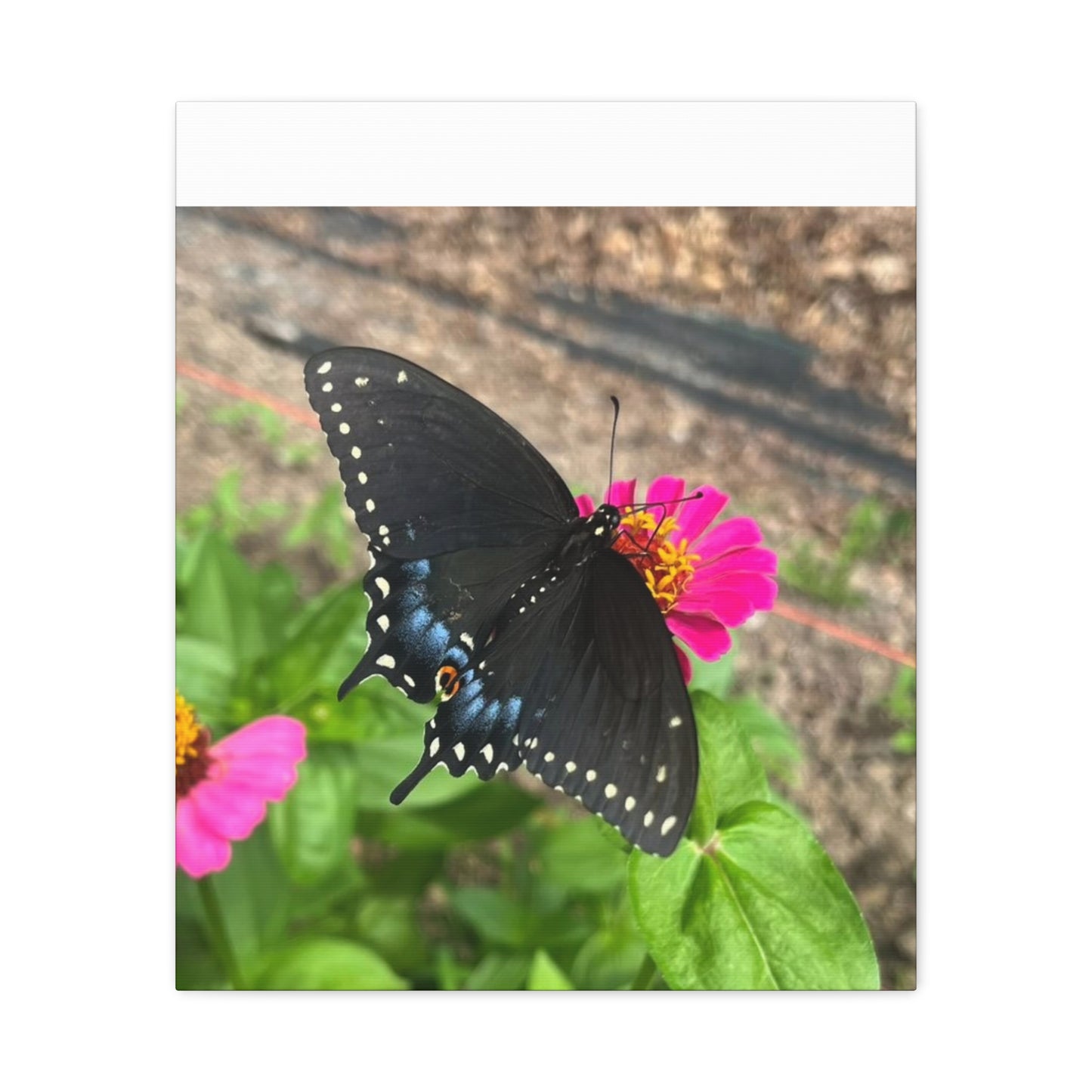 Black Butterfly Canvas Wall Art, Nature Decor, Botanical Print, Home Decor, Gift for Nature Lovers, Insect Photography
