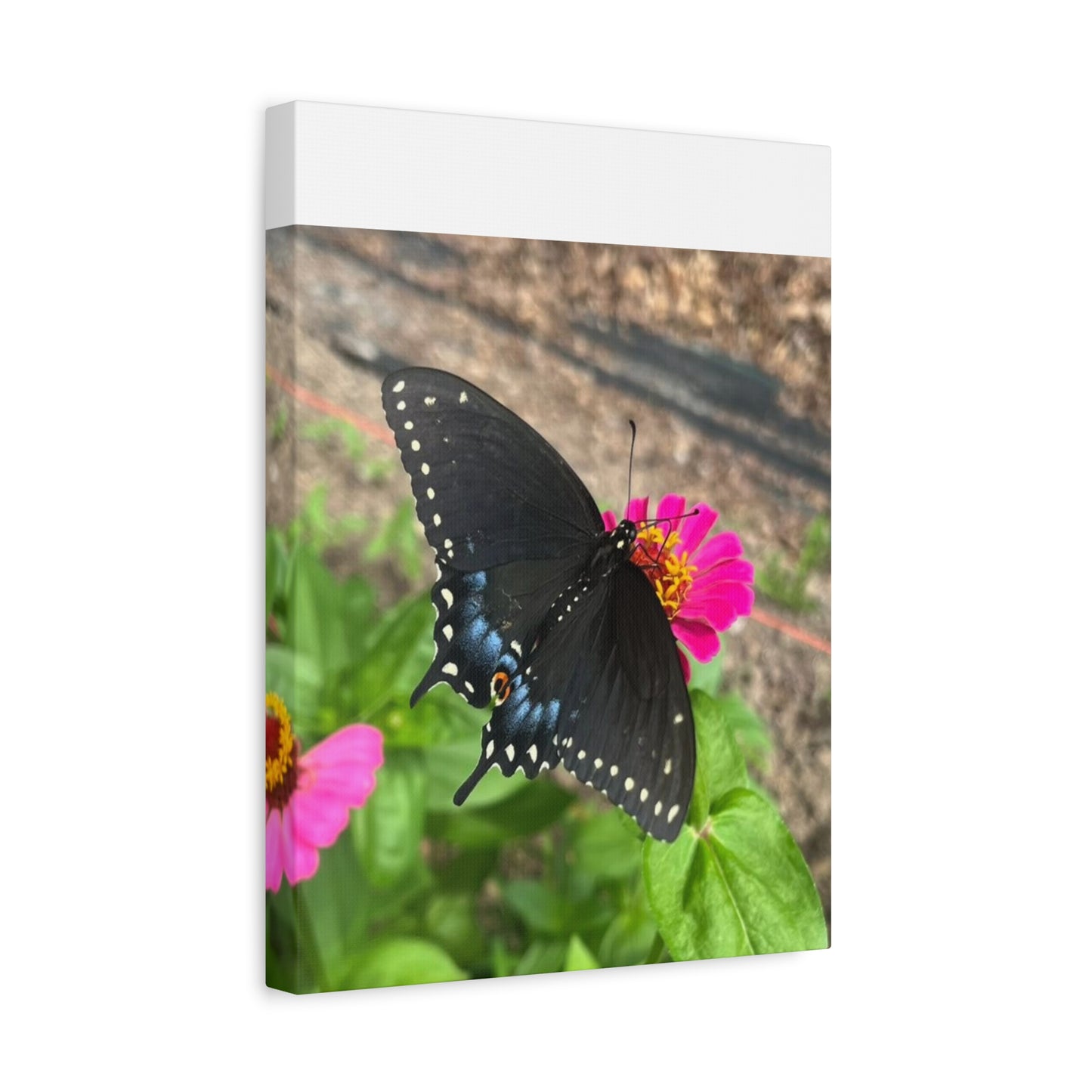 Black Butterfly Canvas Wall Art, Nature Decor, Botanical Print, Home Decor, Gift for Nature Lovers, Insect Photography