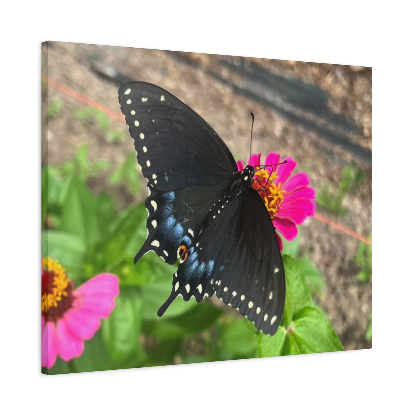 Black Butterfly Canvas Wall Art, Nature Decor, Botanical Print, Home Decor, Gift for Nature Lovers, Insect Photography