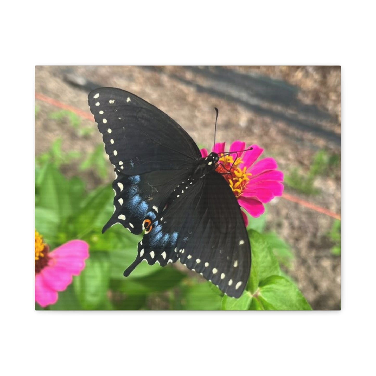 Black Butterfly Canvas Wall Art, Nature Decor, Botanical Print, Home Decor, Gift for Nature Lovers, Insect Photography