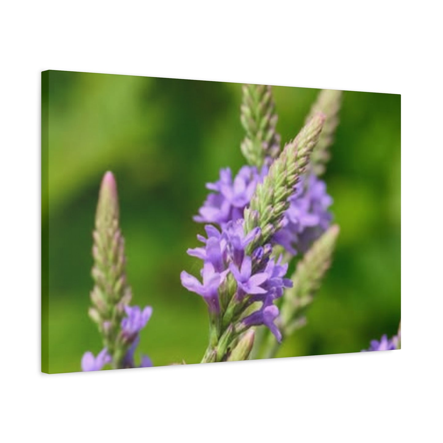 Floral Canvas Wall Art, Stretched Matte Canvas Print, Home Decor, Purple Flower Artwork, Nature-Inspired Decoration