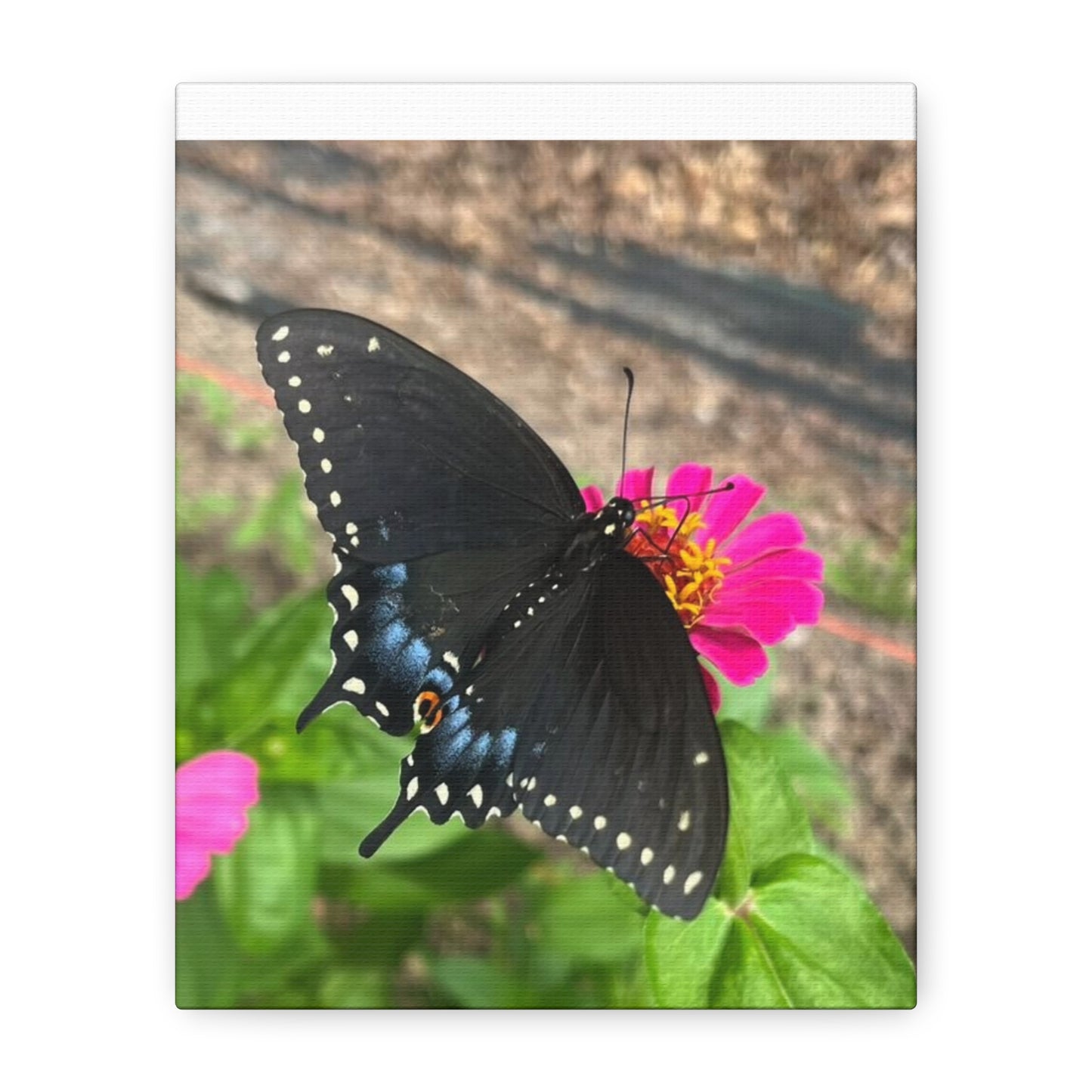 Black Butterfly Canvas Wall Art, Nature Decor, Botanical Print, Home Decor, Gift for Nature Lovers, Insect Photography