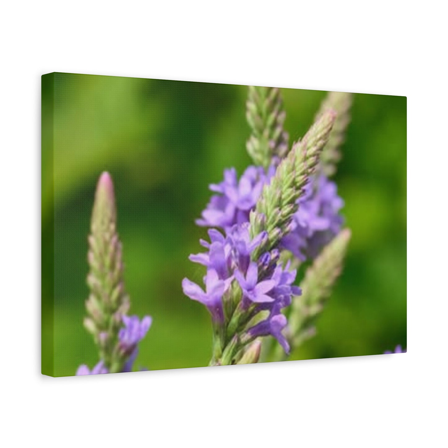 Floral Canvas Wall Art, Stretched Matte Canvas Print, Home Decor, Purple Flower Artwork, Nature-Inspired Decoration