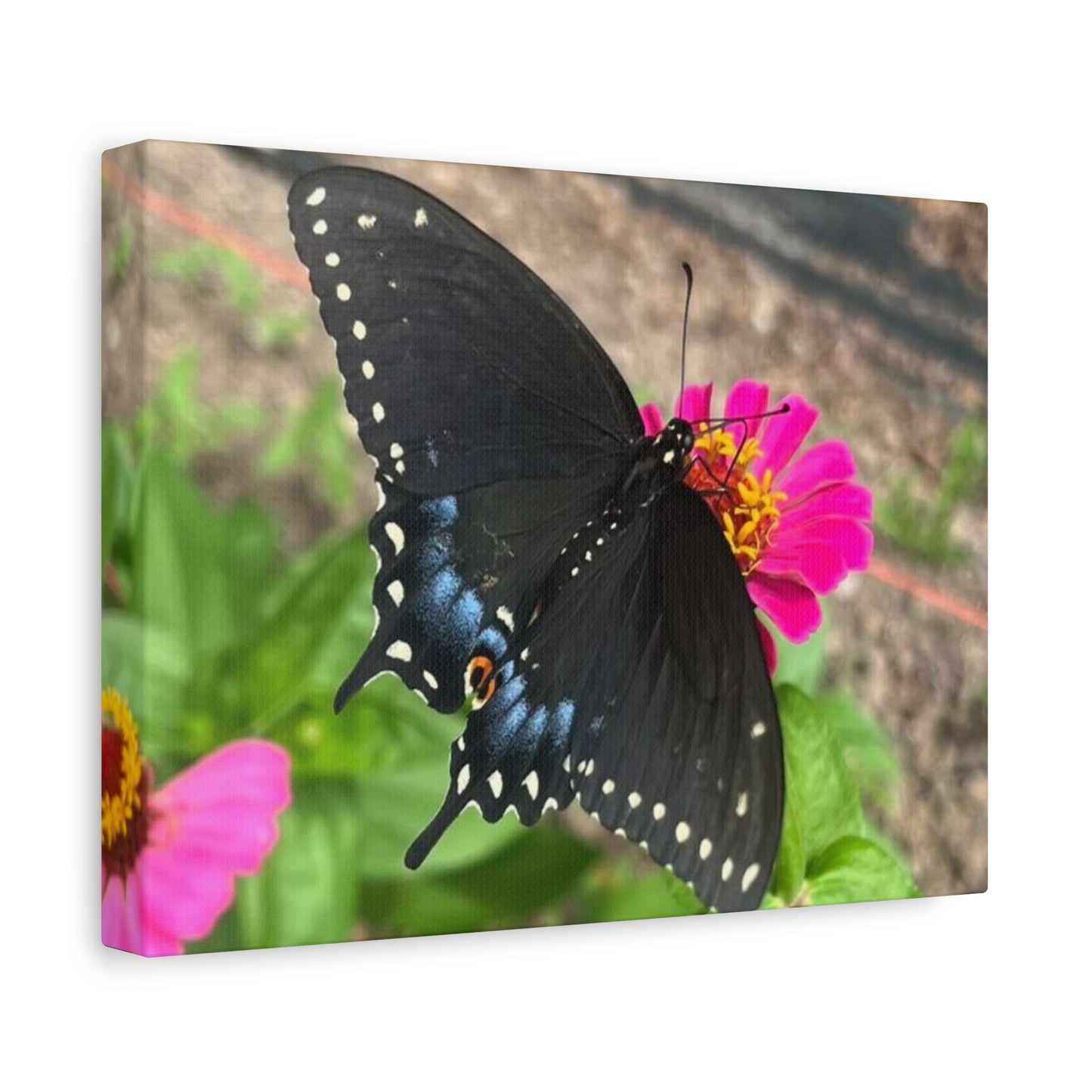 Black Butterfly Canvas Wall Art, Nature Decor, Botanical Print, Home Decor, Gift for Nature Lovers, Insect Photography