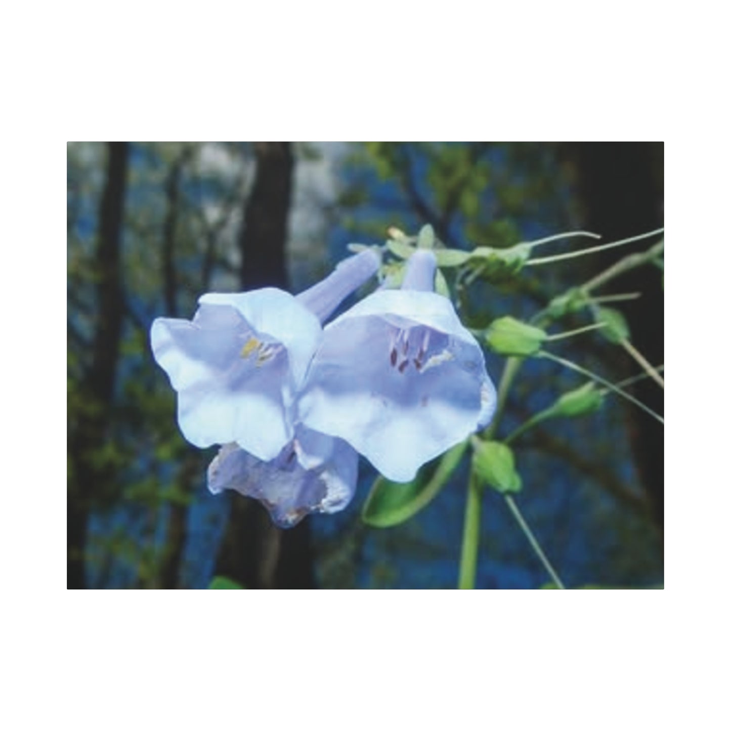 Floral Canvas Wall Art Print, Nature Decor, Gift for Flower Lovers, Home Decoration, Botanical Artwork