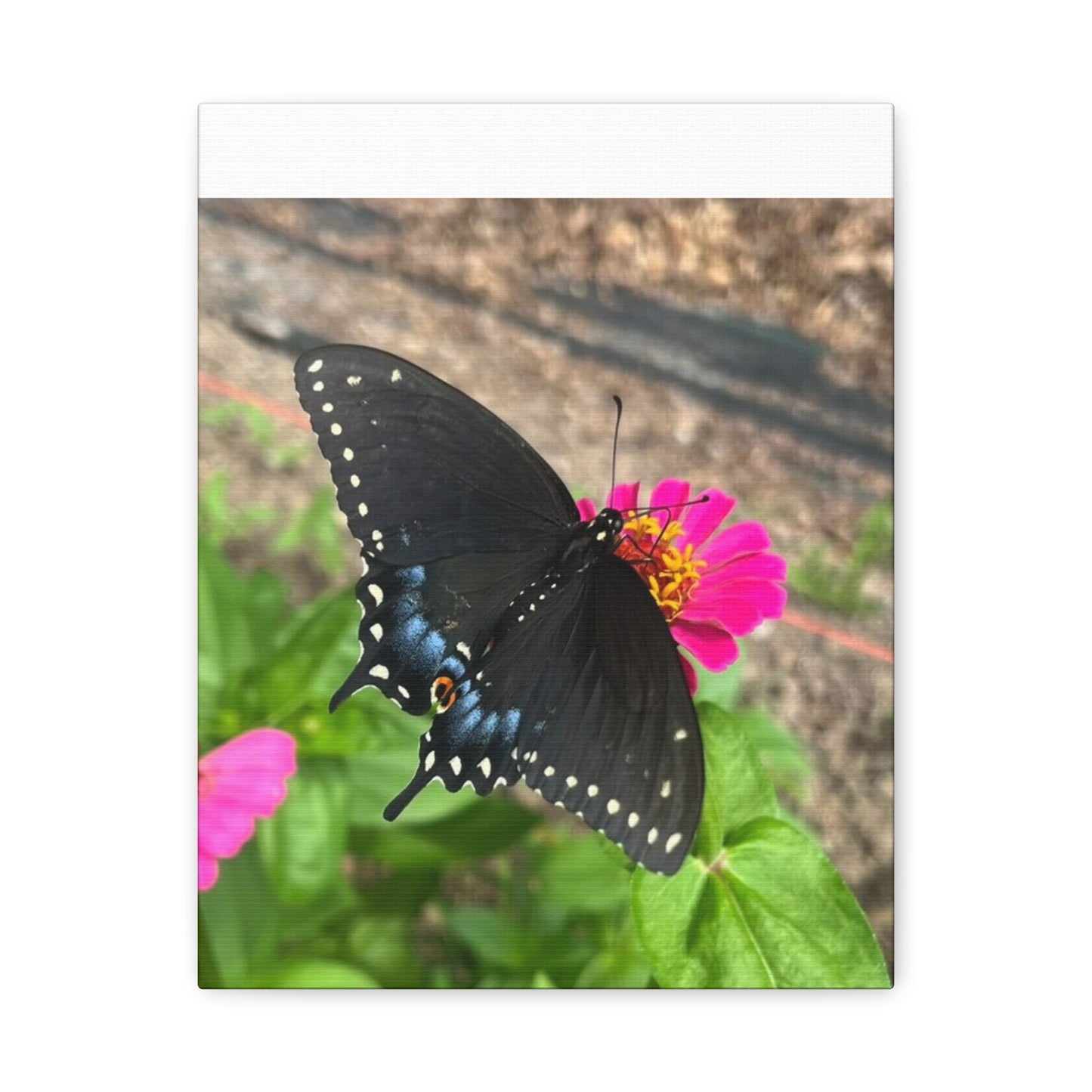 Black Butterfly Canvas Wall Art, Nature Decor, Botanical Print, Home Decor, Gift for Nature Lovers, Insect Photography