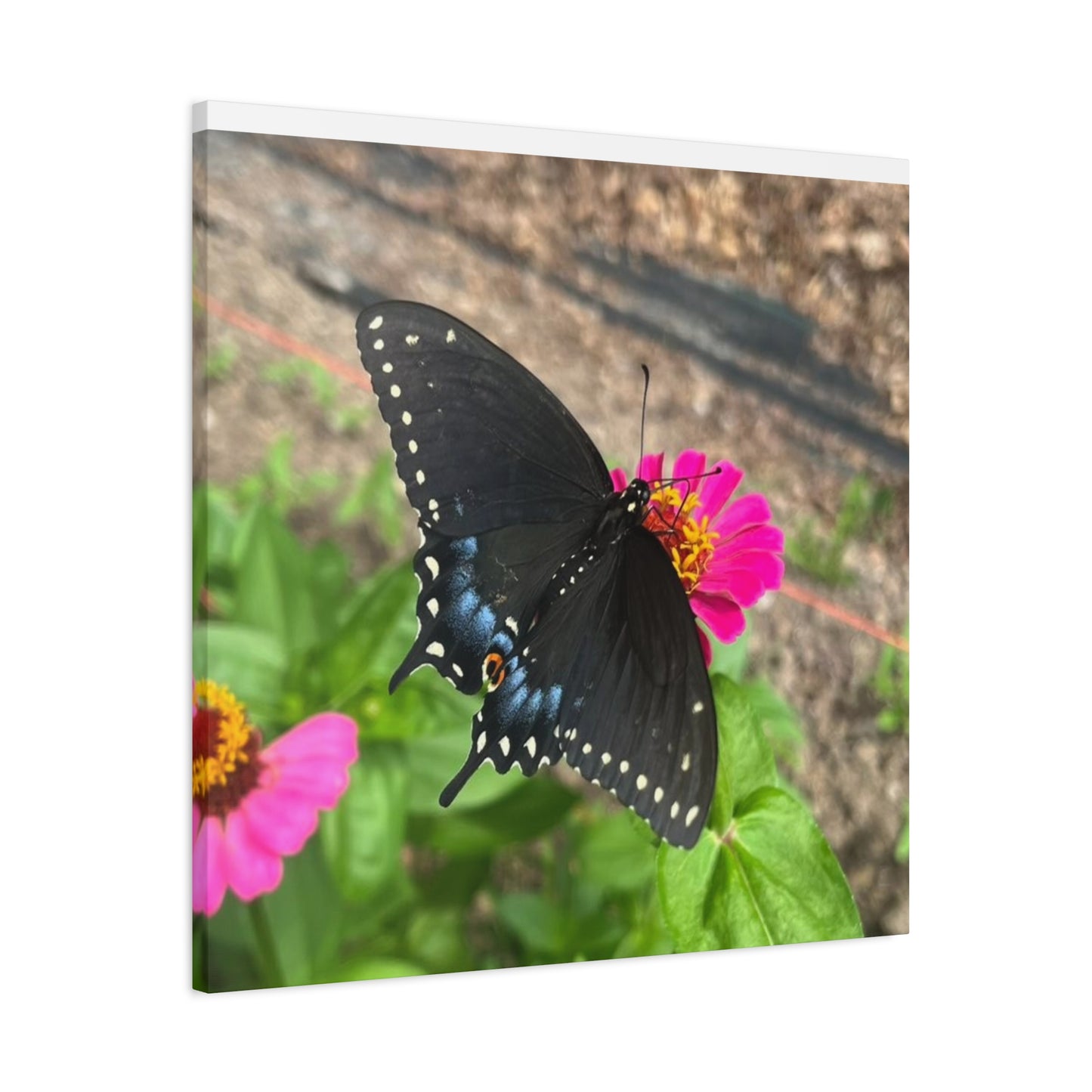 Black Butterfly Canvas Wall Art, Nature Decor, Botanical Print, Home Decor, Gift for Nature Lovers, Insect Photography