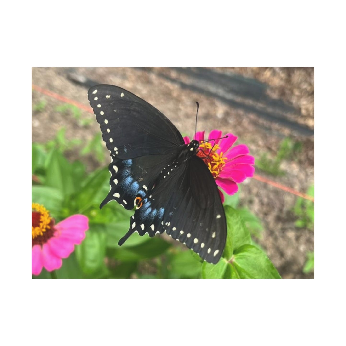 Black Butterfly Canvas Wall Art, Nature Decor, Botanical Print, Home Decor, Gift for Nature Lovers, Insect Photography