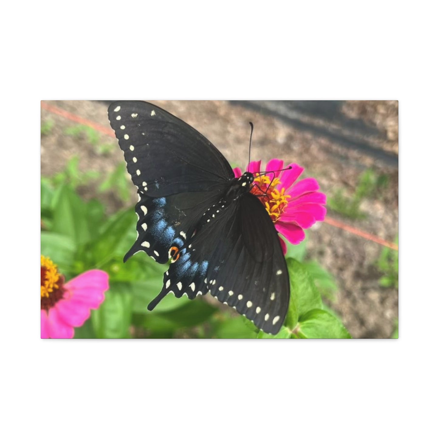 Black Butterfly Canvas Wall Art, Nature Decor, Botanical Print, Home Decor, Gift for Nature Lovers, Insect Photography