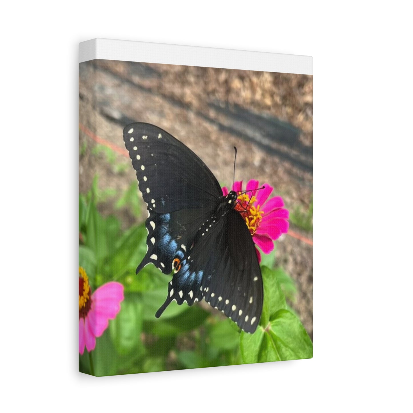 Black Butterfly Canvas Wall Art, Nature Decor, Botanical Print, Home Decor, Gift for Nature Lovers, Insect Photography
