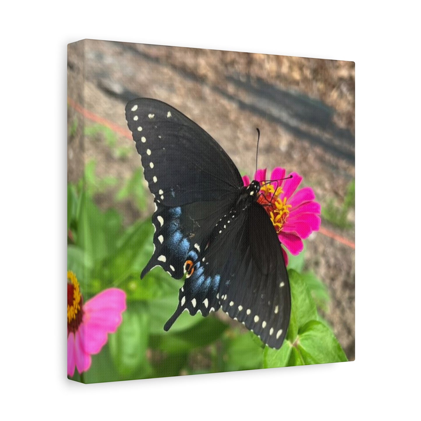 Black Butterfly Canvas Wall Art, Nature Decor, Botanical Print, Home Decor, Gift for Nature Lovers, Insect Photography