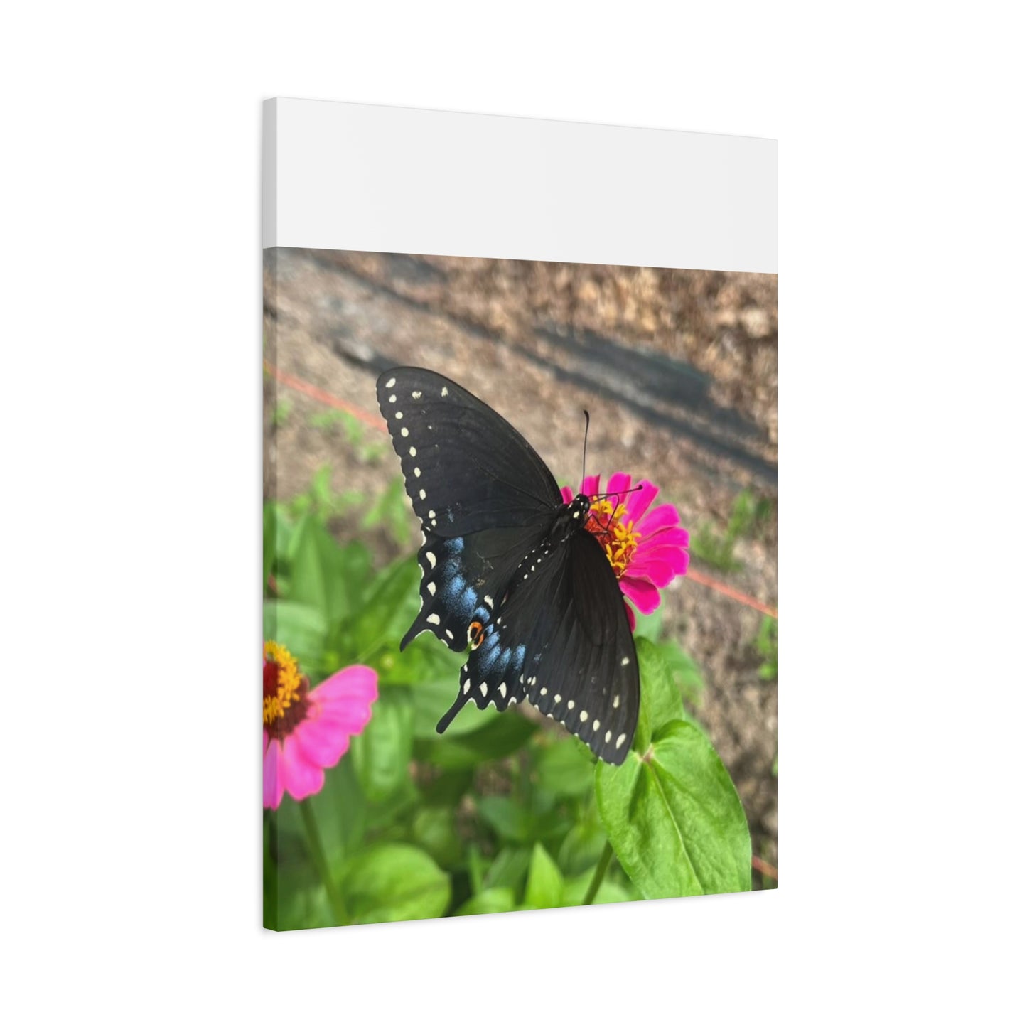 Black Butterfly Canvas Wall Art, Nature Decor, Botanical Print, Home Decor, Gift for Nature Lovers, Insect Photography