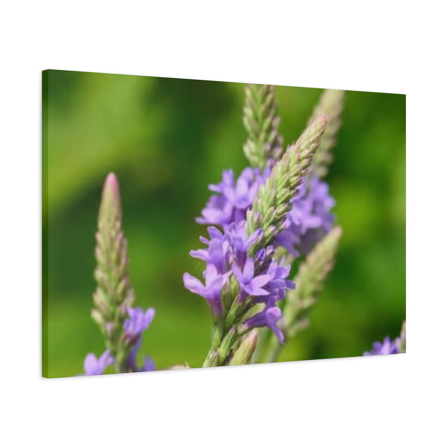 Floral Canvas Wall Art, Stretched Matte Canvas Print, Home Decor, Purple Flower Artwork, Nature-Inspired Decoration