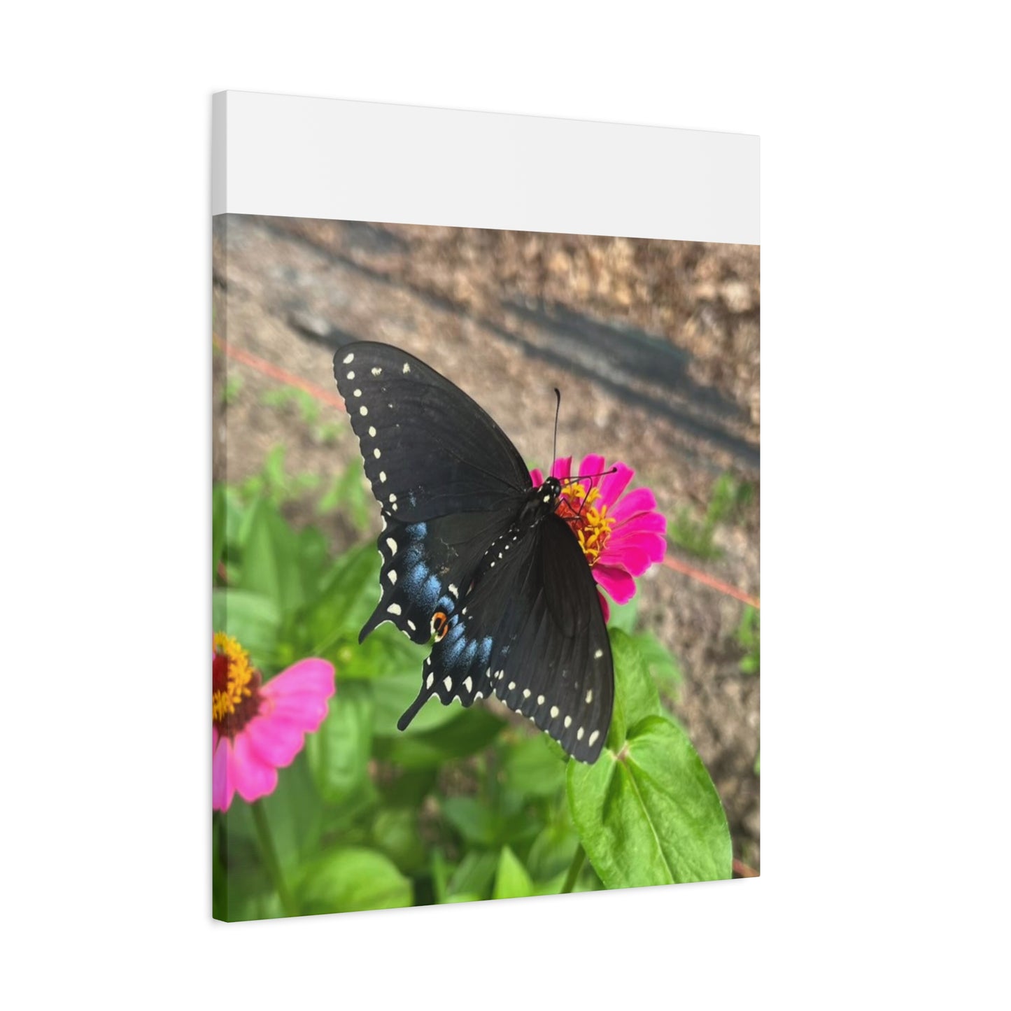 Black Butterfly Canvas Wall Art, Nature Decor, Botanical Print, Home Decor, Gift for Nature Lovers, Insect Photography