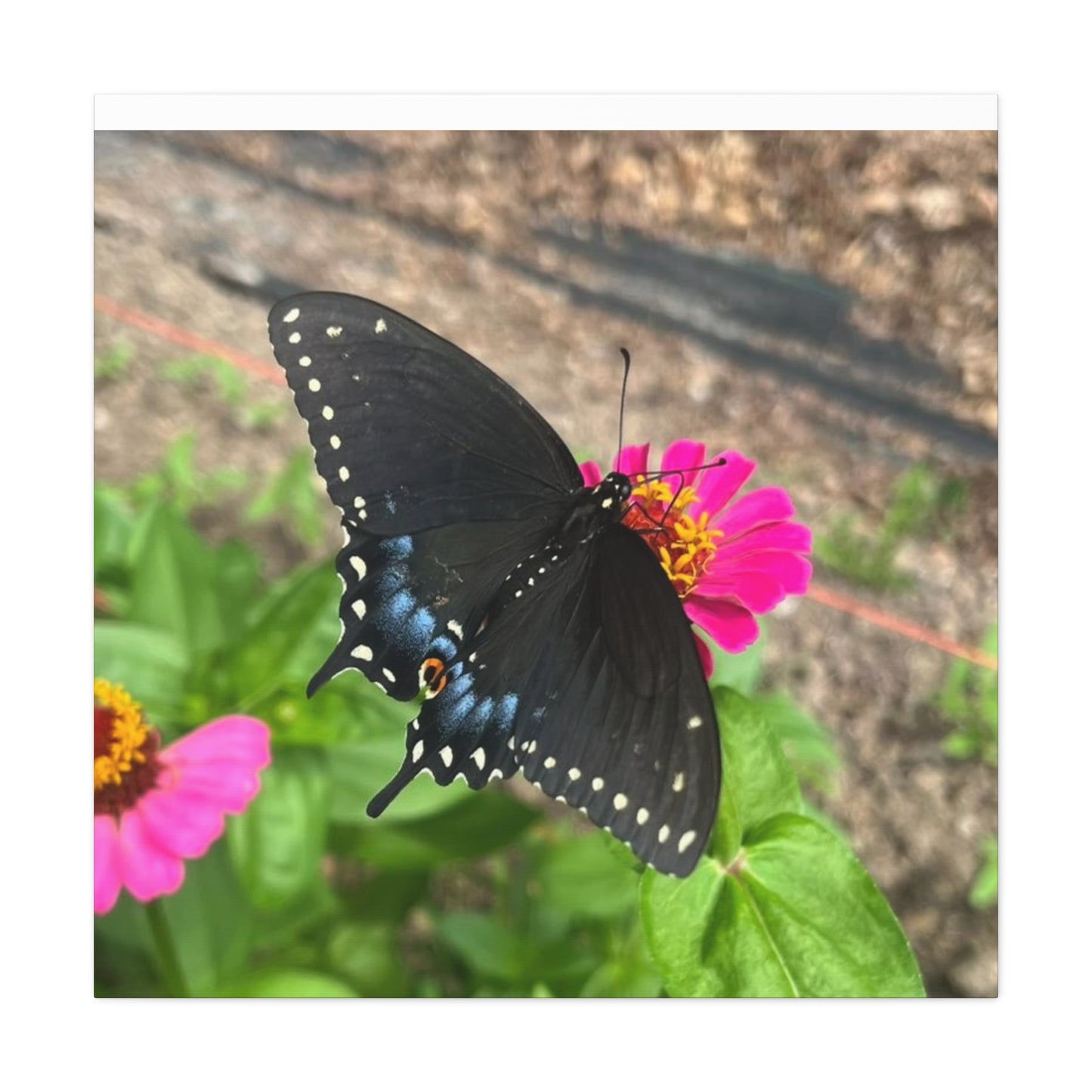 Black Butterfly Canvas Wall Art, Nature Decor, Botanical Print, Home Decor, Gift for Nature Lovers, Insect Photography