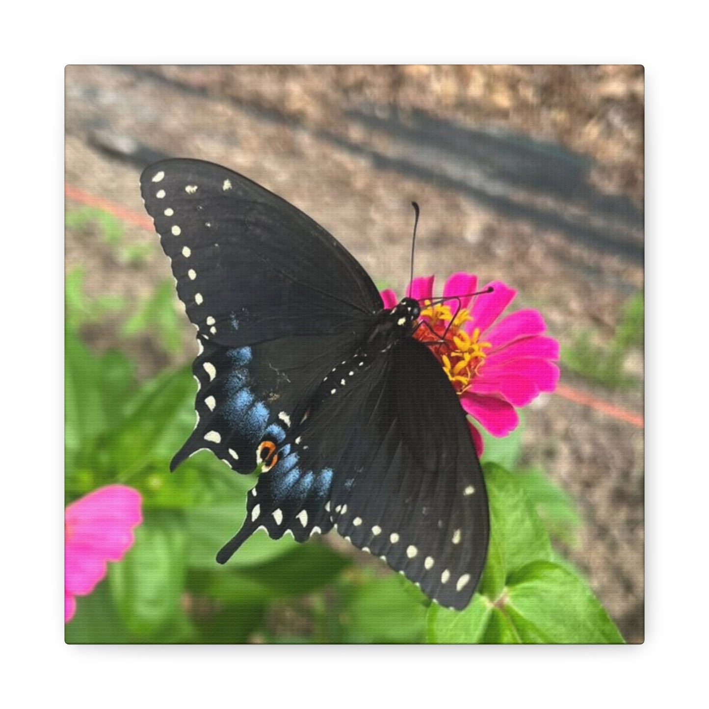 Black Butterfly Canvas Wall Art, Nature Decor, Botanical Print, Home Decor, Gift for Nature Lovers, Insect Photography