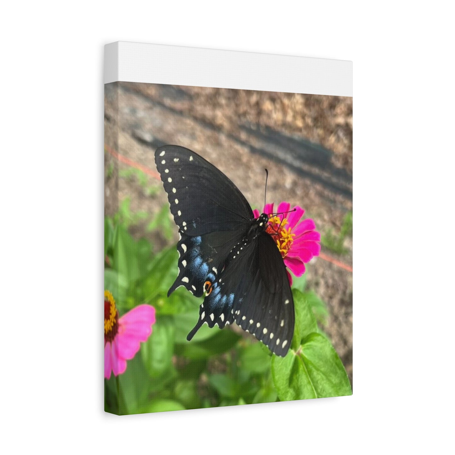 Black Butterfly Canvas Wall Art, Nature Decor, Botanical Print, Home Decor, Gift for Nature Lovers, Insect Photography