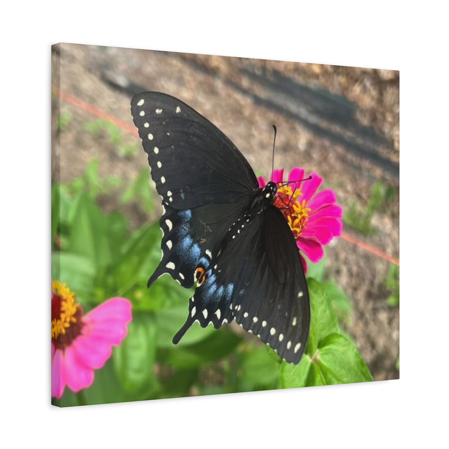 Black Butterfly Canvas Wall Art, Nature Decor, Botanical Print, Home Decor, Gift for Nature Lovers, Insect Photography