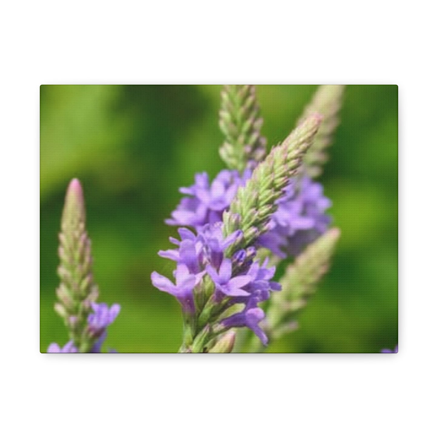 Floral Canvas Wall Art, Stretched Matte Canvas Print, Home Decor, Purple Flower Artwork, Nature-Inspired Decoration