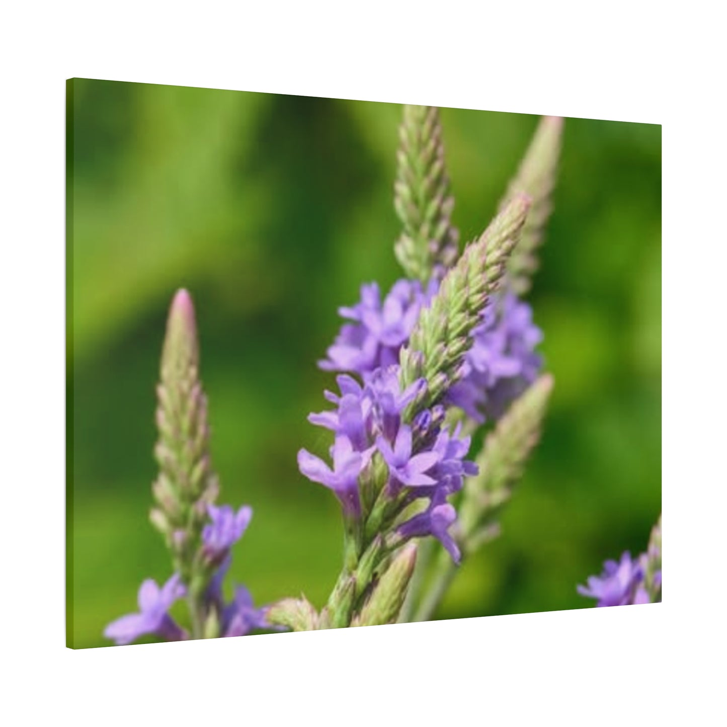 Floral Canvas Wall Art, Stretched Matte Canvas Print, Home Decor, Purple Flower Artwork, Nature-Inspired Decoration