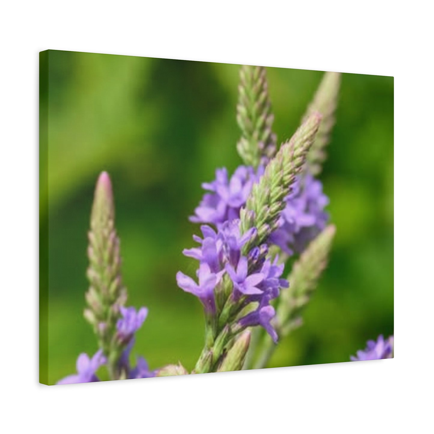 Floral Canvas Wall Art, Stretched Matte Canvas Print, Home Decor, Purple Flower Artwork, Nature-Inspired Decoration
