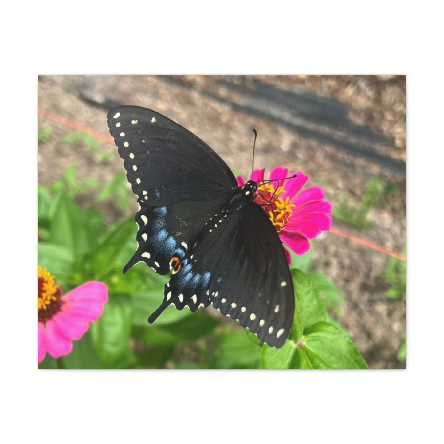 Black Butterfly Canvas Wall Art, Nature Decor, Botanical Print, Home Decor, Gift for Nature Lovers, Insect Photography
