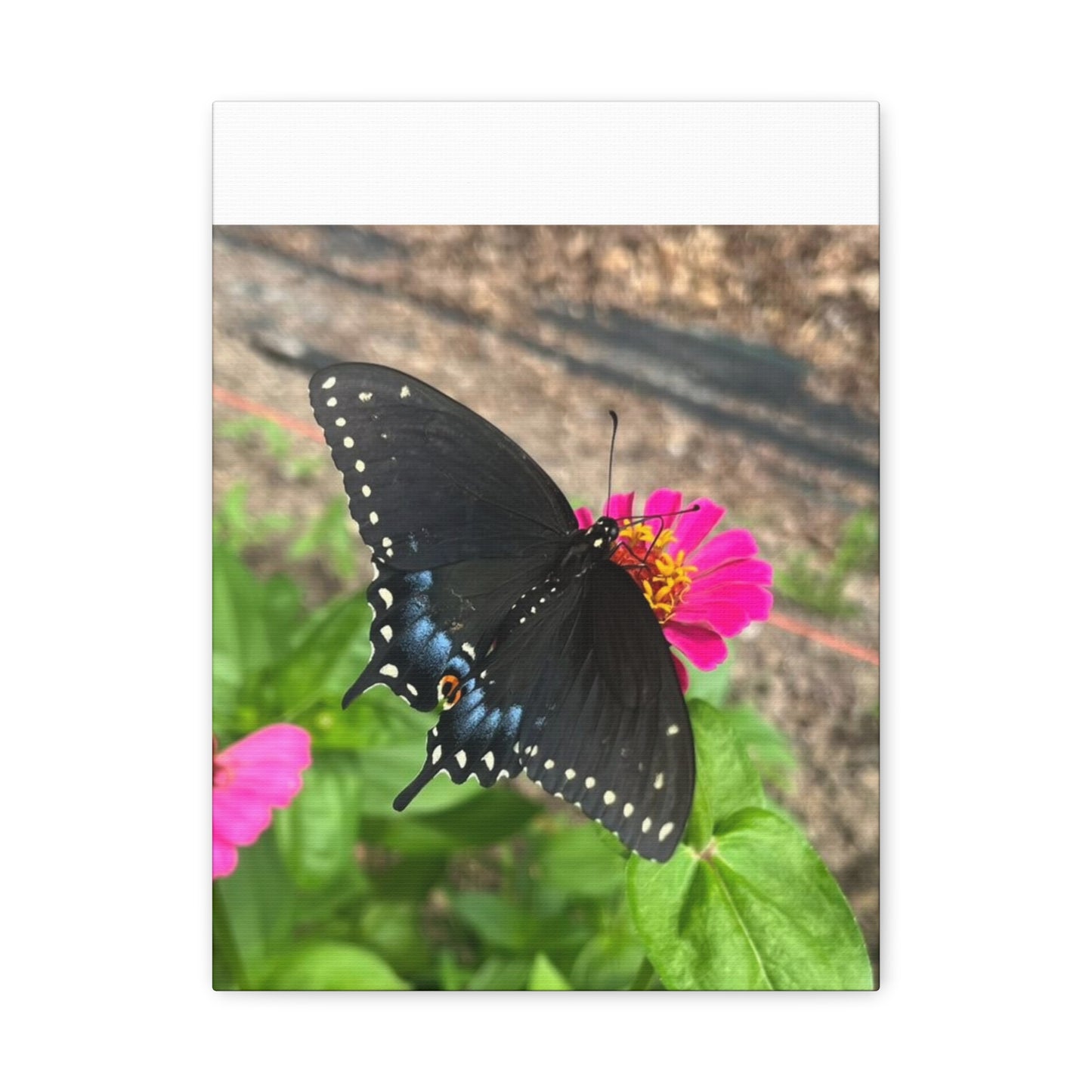 Black Butterfly Canvas Wall Art, Nature Decor, Botanical Print, Home Decor, Gift for Nature Lovers, Insect Photography