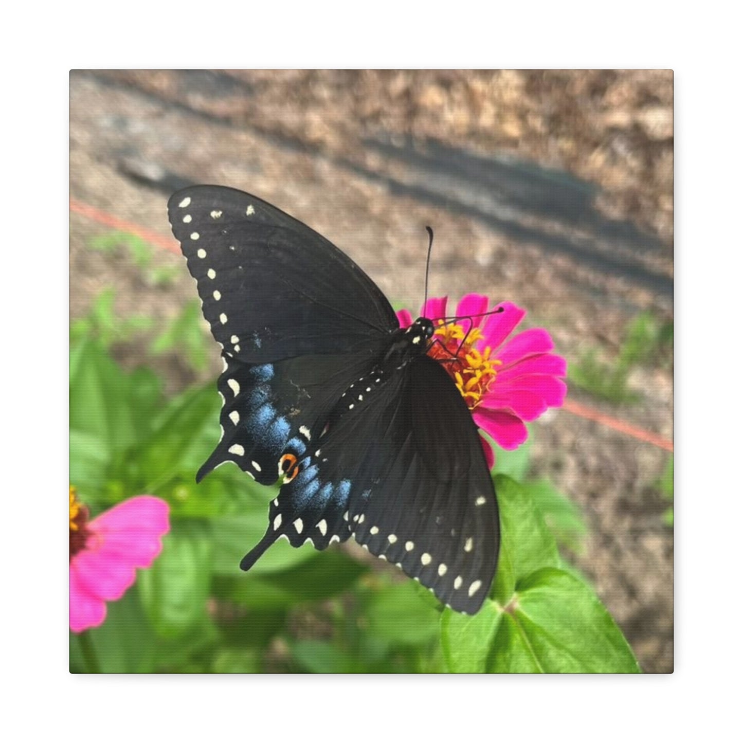 Black Butterfly Canvas Wall Art, Nature Decor, Botanical Print, Home Decor, Gift for Nature Lovers, Insect Photography