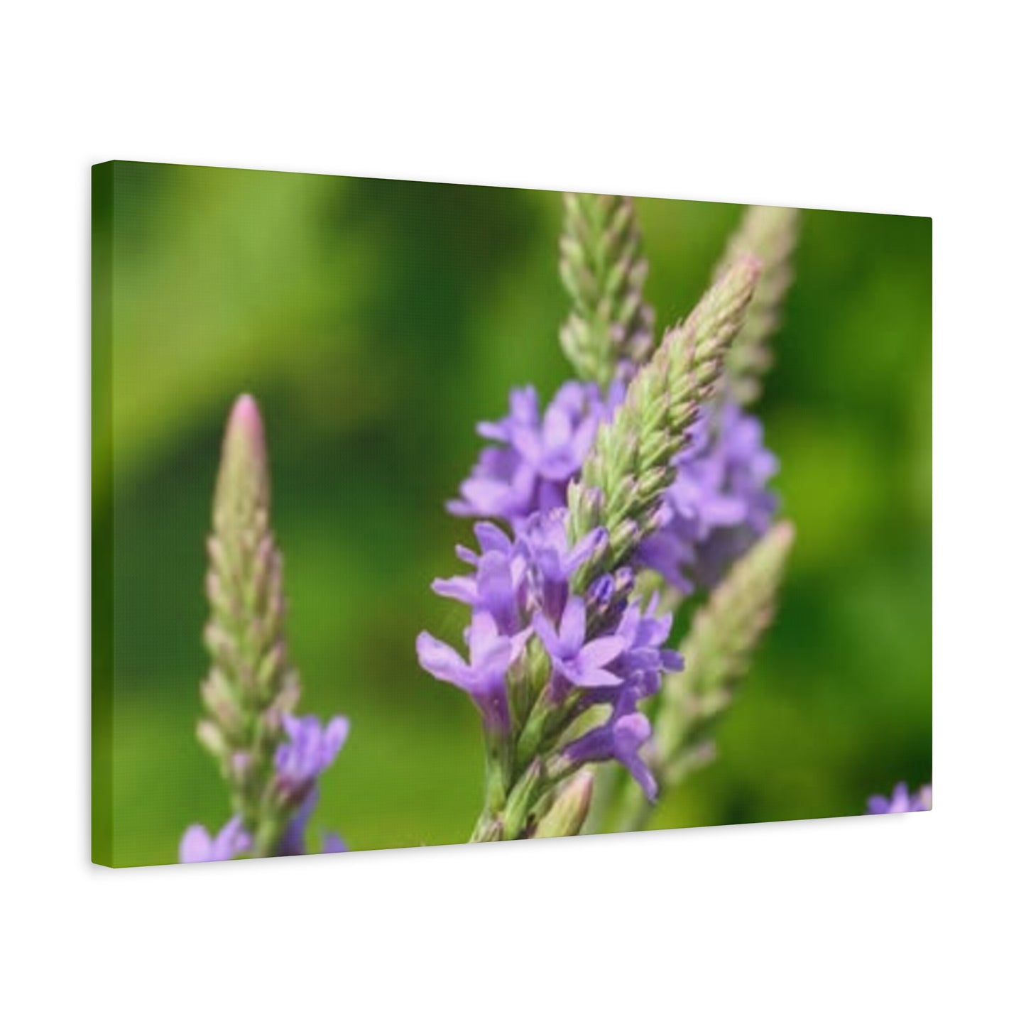 Floral Canvas Wall Art, Stretched Matte Canvas Print, Home Decor, Purple Flower Artwork, Nature-Inspired Decoration