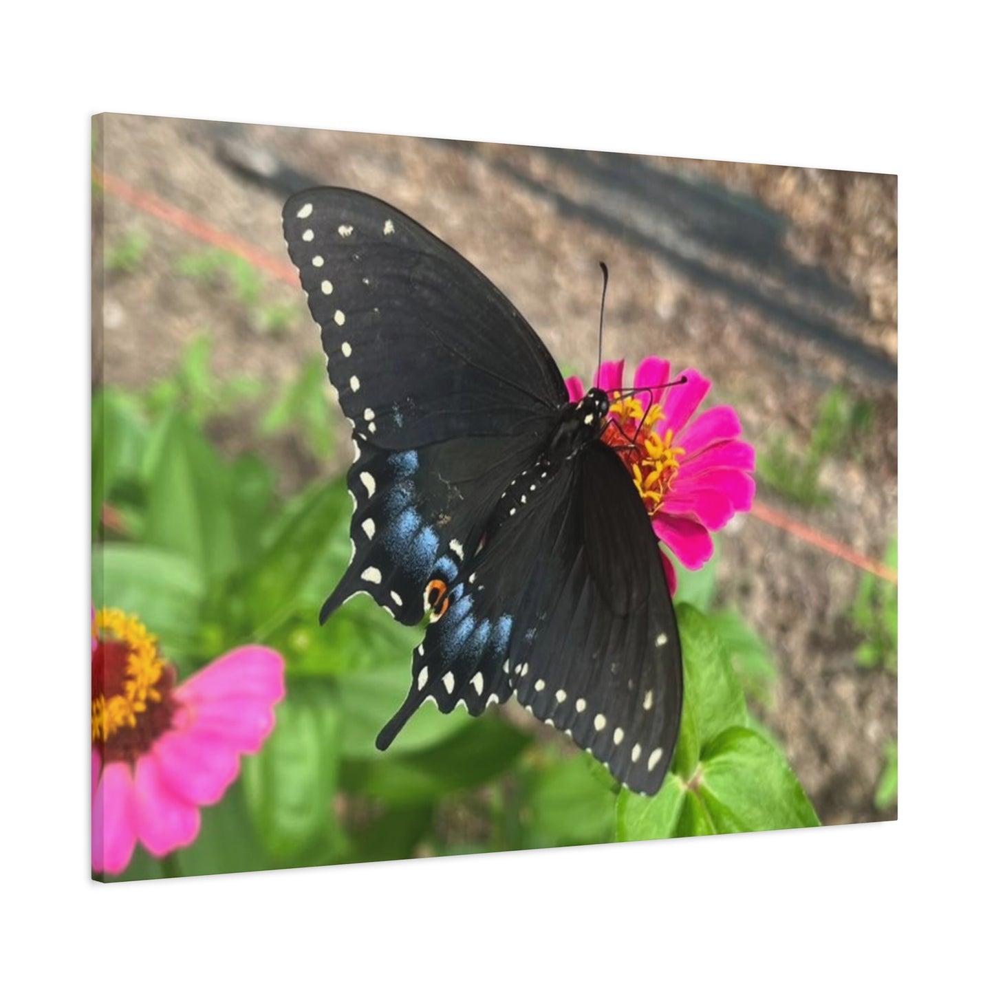 Black Butterfly Canvas Wall Art, Nature Decor, Botanical Print, Home Decor, Gift for Nature Lovers, Insect Photography