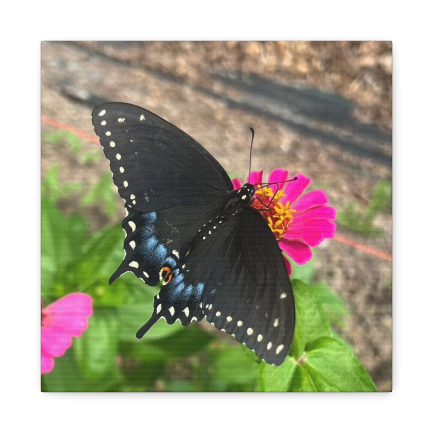 Black Butterfly Canvas Wall Art, Nature Decor, Botanical Print, Home Decor, Gift for Nature Lovers, Insect Photography