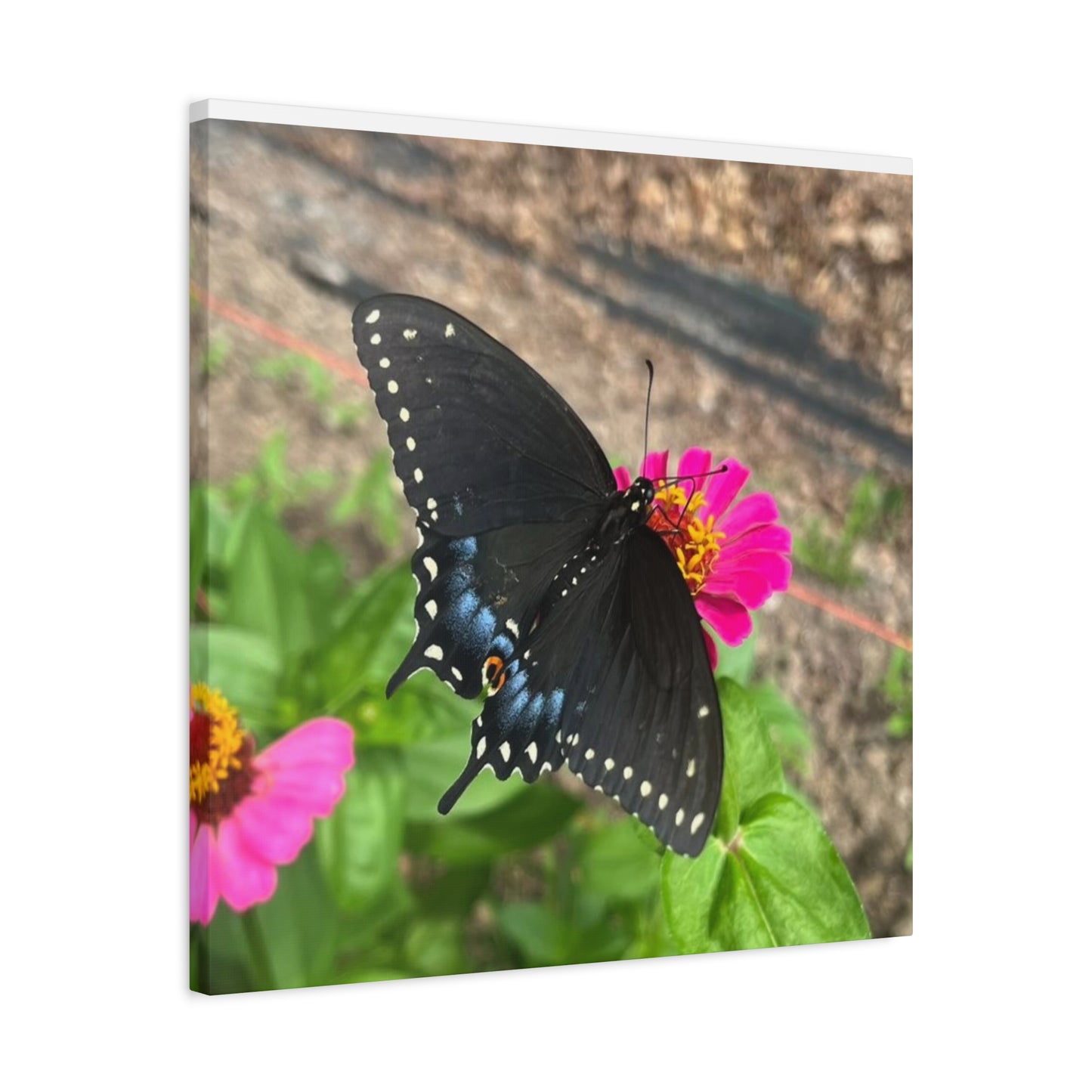 Black Butterfly Canvas Wall Art, Nature Decor, Botanical Print, Home Decor, Gift for Nature Lovers, Insect Photography