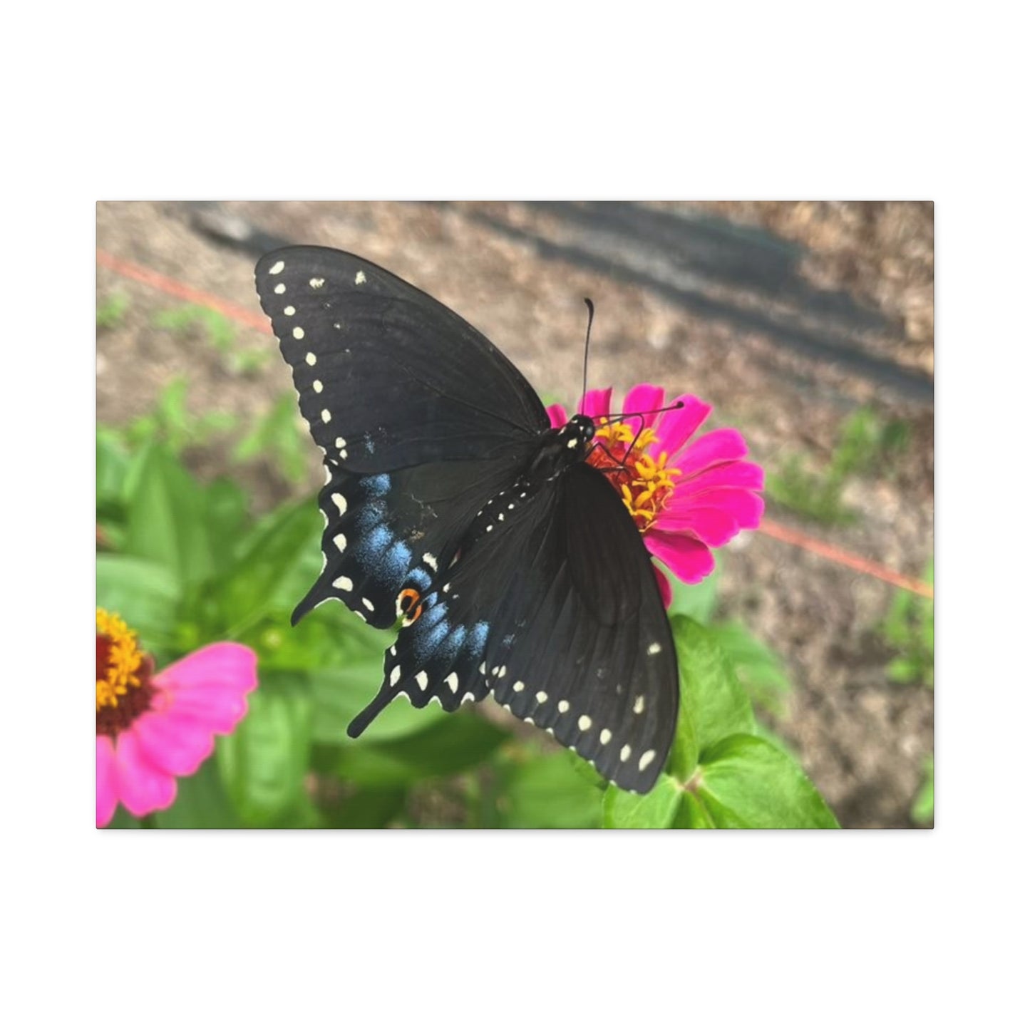Black Butterfly Canvas Wall Art, Nature Decor, Botanical Print, Home Decor, Gift for Nature Lovers, Insect Photography