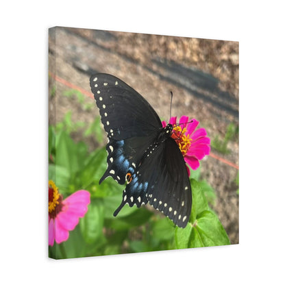 Black Butterfly Canvas Wall Art, Nature Decor, Botanical Print, Home Decor, Gift for Nature Lovers, Insect Photography
