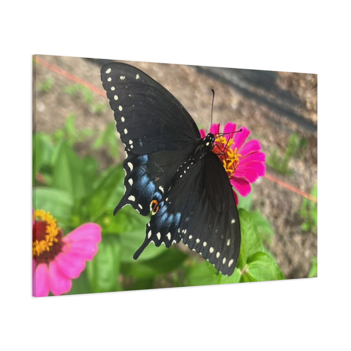 Black Butterfly Canvas Wall Art, Nature Decor, Botanical Print, Home Decor, Gift for Nature Lovers, Insect Photography