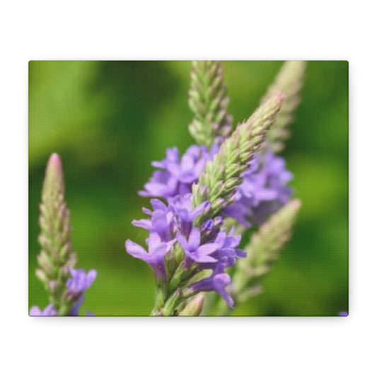 Floral Canvas Wall Art, Stretched Matte Canvas Print, Home Decor, Purple Flower Artwork, Nature-Inspired Decoration