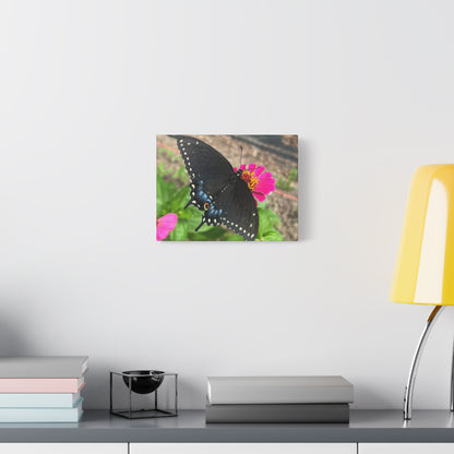 Black Butterfly Canvas Wall Art, Nature Decor, Botanical Print, Home Decor, Gift for Nature Lovers, Insect Photography