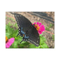 Black Butterfly Canvas Wall Art, Nature Decor, Botanical Print, Home Decor, Gift for Nature Lovers, Insect Photography