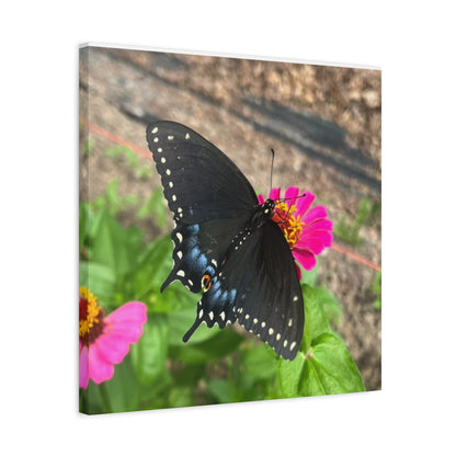 Black Butterfly Canvas Wall Art, Nature Decor, Botanical Print, Home Decor, Gift for Nature Lovers, Insect Photography