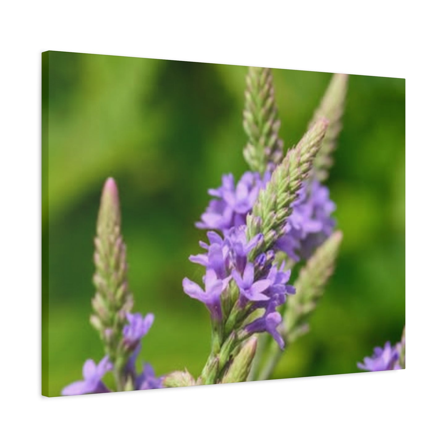 Floral Canvas Wall Art, Stretched Matte Canvas Print, Home Decor, Purple Flower Artwork, Nature-Inspired Decoration