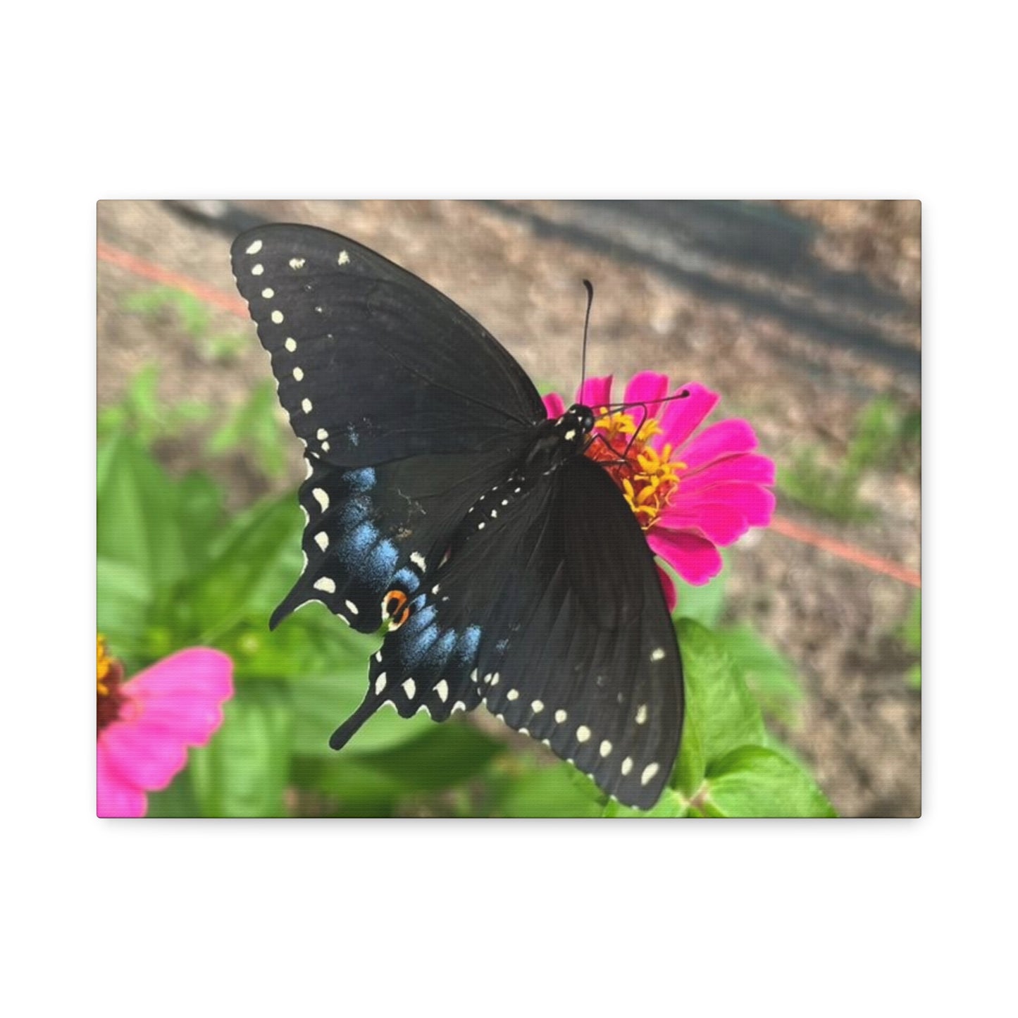 Black Butterfly Canvas Wall Art, Nature Decor, Botanical Print, Home Decor, Gift for Nature Lovers, Insect Photography