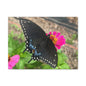 Black Butterfly Canvas Wall Art, Nature Decor, Botanical Print, Home Decor, Gift for Nature Lovers, Insect Photography